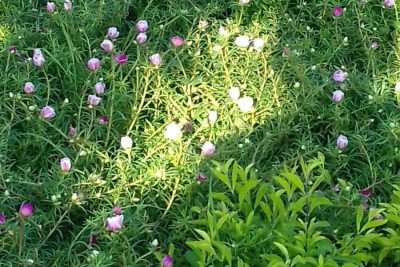 CHĂM SÓC VƯỜN HOA VÀ THÀNH QUẢ ĐẠT ĐƯỢC